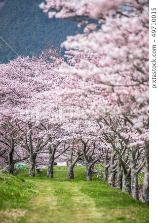 一排櫻花樹在Kashihara，丹波市，兵庫縣 49710015