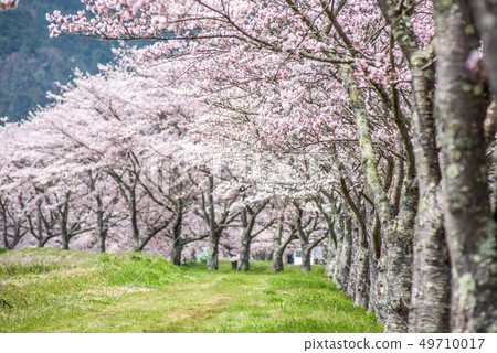 A row of cherry blossom trees in Kashihara, Tamba City, Hyogo Prefecture 49710017