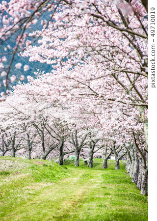 一排櫻花樹在Kashihara，丹波市，兵庫縣 49710019