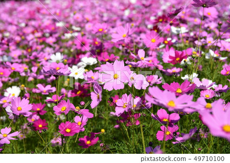 Cosmos field Cosmos field 49710100
