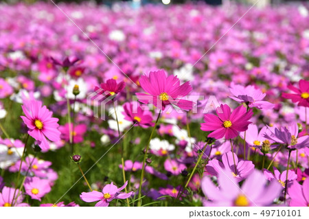 Cosmos field Cosmos field 49710101