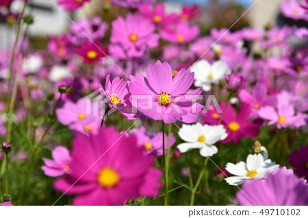 Cosmos field Cosmos field 49710102