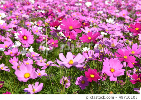  Cosmos field 49710103