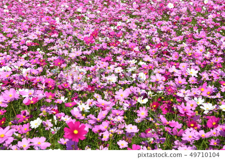 Cosmos field Cosmos field 49710104