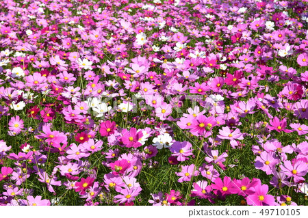 Cosmos field Cosmos field 49710105