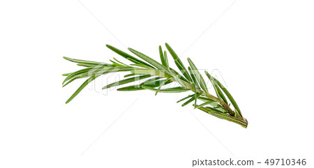 Fresh green sprigs of rosemary isolated on a white 49710346