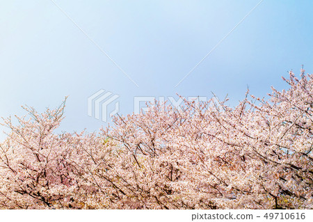 開花在拷貝空間盛開和藍天的很多美麗的櫻花 49710616
