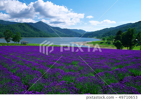 Nanfurano Jinshan Lake lavender garden Nanfurano Jinshan Lake lavender garden 49710653