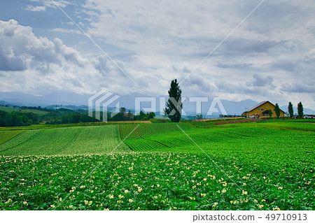Biei Kenmeri tree distant view 49710913