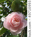 玫瑰花 49710993