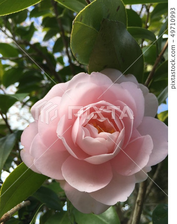 Rose flower 49710993