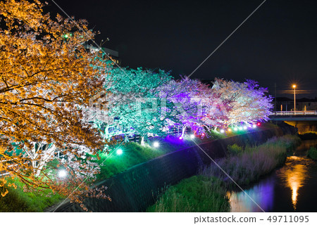 The night cherry blossoms of Shikawa 49711095