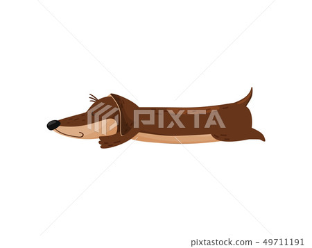 Sleeping cute dachshund on white background. Doggy lifestyle. 49711191