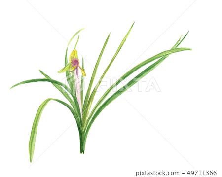 順蘭春蘭【手繪水彩】花朵白底透明背景複製空間 49711366