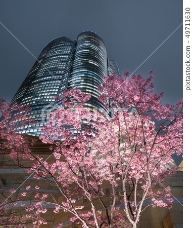 六本木山和櫻花 六本木山和櫻花 49711630