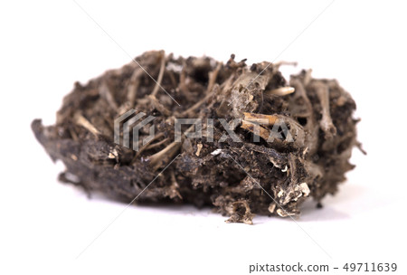 Bird of prey (Owl), dropping, mouse skull and 49711639
