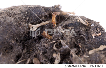 Bird of prey (Owl), dropping, mouse skull and 49711641