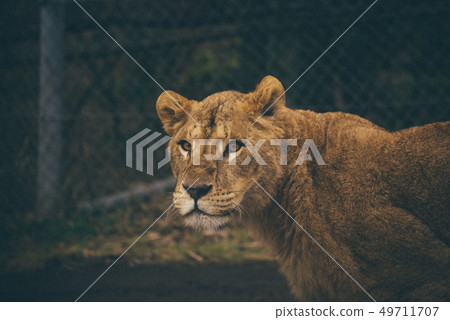 Lion Zoo Safari Park Lion Zoo Safari Park 49711707