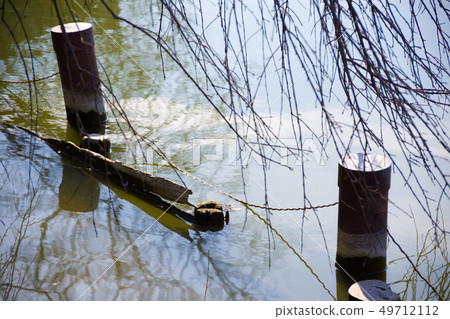 reflection of the pond in Chiba park 49712112