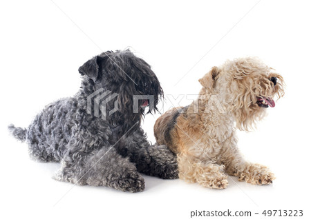 two terriers two terriers 49713223