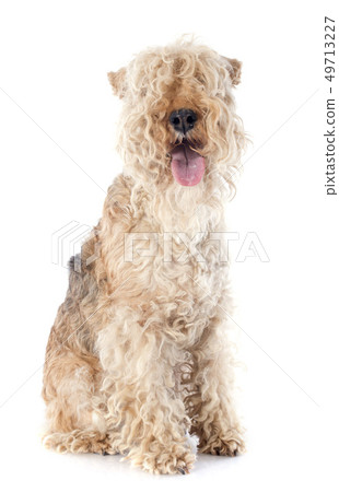 lakeland terrier lakeland terrier 49713227