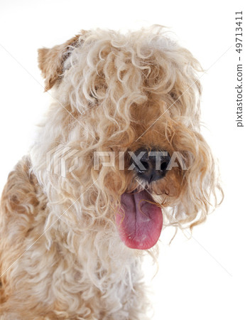 lakeland terrier 49713411