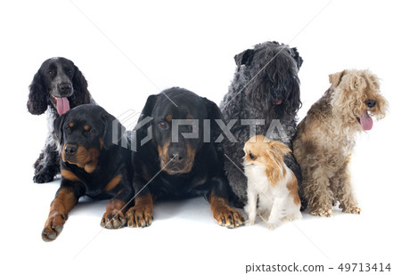 six dogs six dogs 49713414