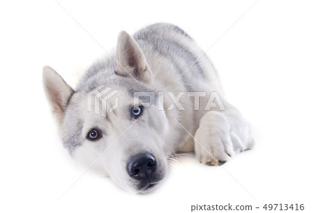 siberian husky siberian husky 49713416
