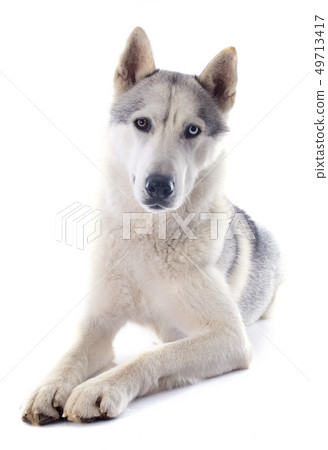 siberian husky 49713417