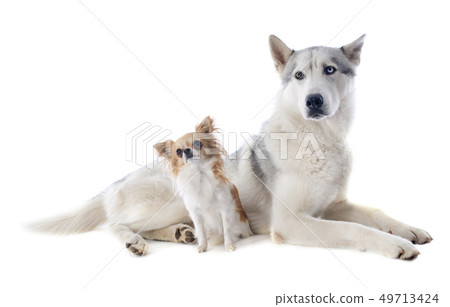 siberian husky and chihuahua siberian husky and chihuahua 49713424