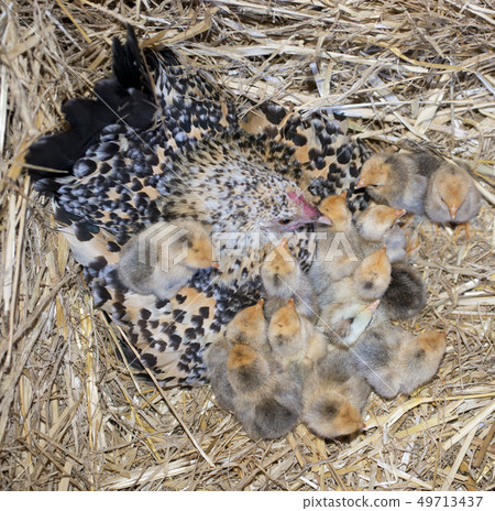 bantam chicken and chick bantam chicken and chick 49713437