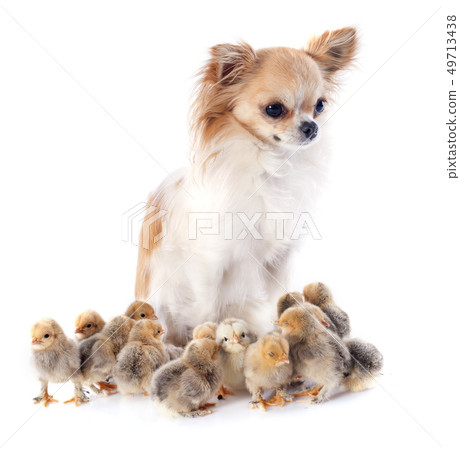 young chicks young chicks 49713438