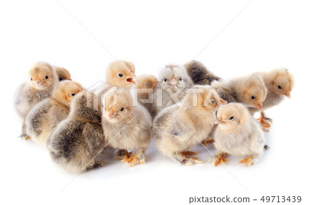young chicks young chicks 49713439