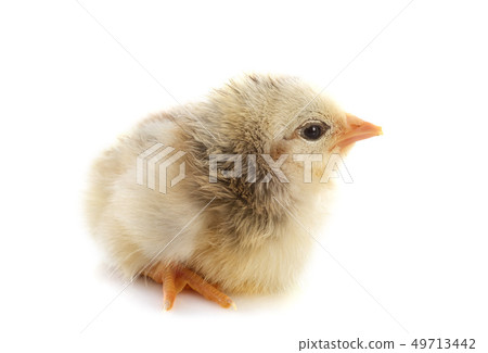 young chick young chick 49713442