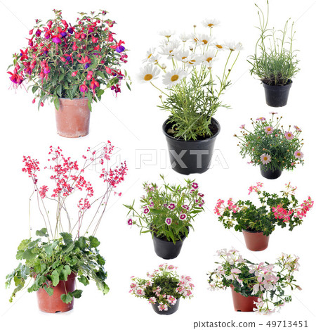 flower plants in pot flower plants in pot 49713451