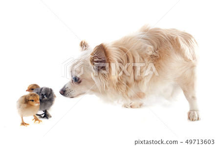 chicks and chihuahua chicks and chihuahua 49713603