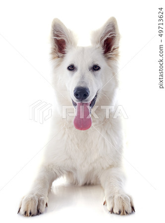 Swiss shepherd 49713624