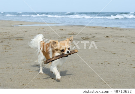 chihuahua on the beach 49713652