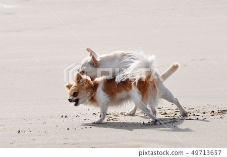 fighting chihuahuas on the beach fighting chihuahuas on the beach 49713657