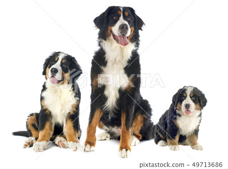 bernese moutain dogs 49713686