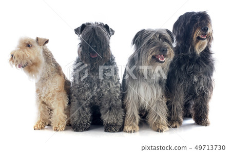 four dogs four dogs 49713730