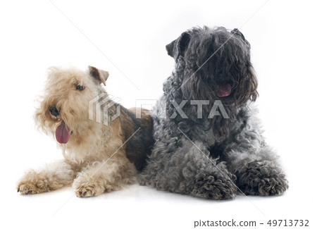 kerry blue terrier and lakeland terrier kerry blue terrier and lakeland terrier 49713732