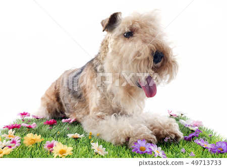 lakeland terrier lakeland terrier 49713733