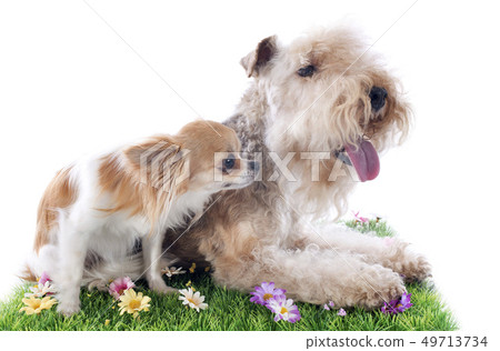 lakeland terrier lakeland terrier 49713734