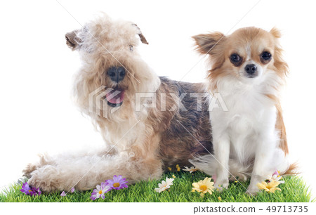 lakeland terrier and chihuahua lakeland terrier and chihuahua 49713735