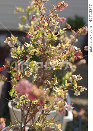 盆栽藍莓 49713847