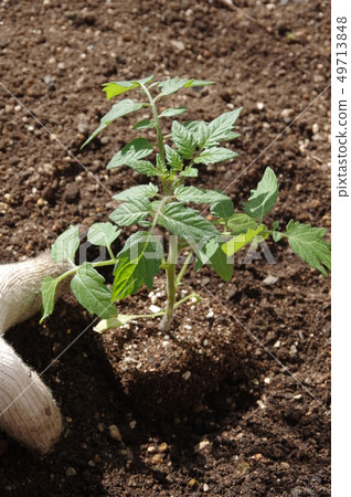 種植迷你番茄幼苗 49713848