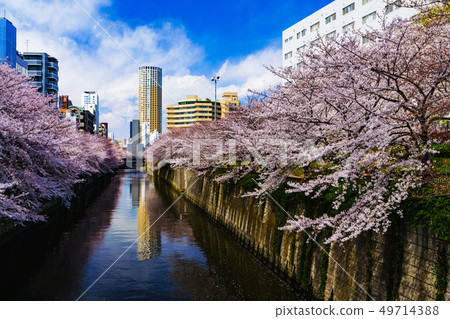 [Tokyo] Sakura in the Meguro River 49714388