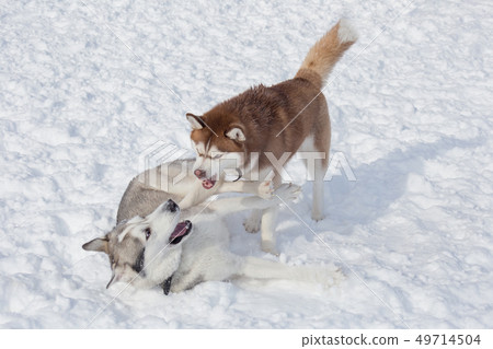 Two cute siberian husky are playing on white snow. Two cute siberian husky are playing on white snow. 49714504