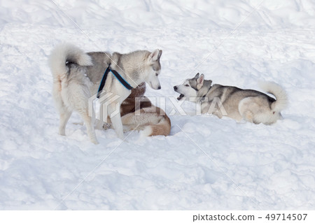 Three siberian husky are playing on a white snow. 49714507